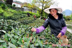 文县：让“春叶”变“金叶”的卖茶人图片