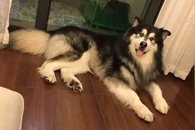 狗狗舌头溃疡破了很腥臭图片