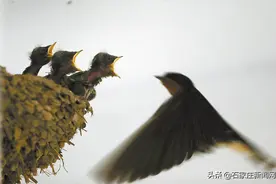 小燕子在城里安家秀幸福图片
