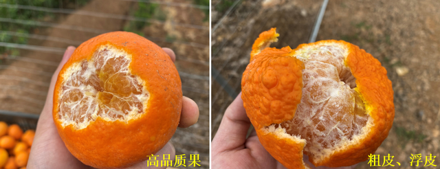 赤霉素使用不当会出现粗皮果，卖价比别人低1块，保果需科学使用