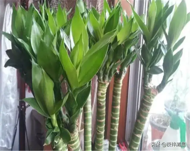 自己在家配置富贵竹营养液，学会这些，让你的富贵竹迅速生长