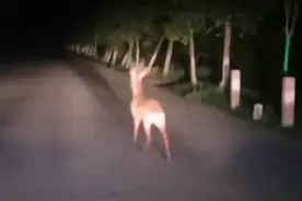 西安城管值夜班在白鹿原上发现小鹿图片