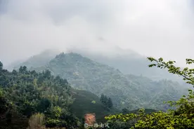 湖南南部有片神秘的原始森林，经常雾气弥漫看不清，曾因蟒蛇成名图片