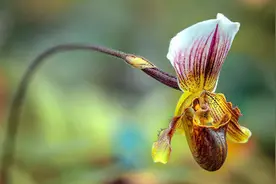 山上一种兰花价值高，看到别好奇心太重挖回家，小心被罚款图片