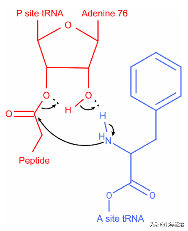 核糖体：揭开生物体内合成蛋白质的奥秘 2009年诺贝尔化学奖介绍