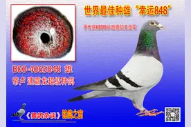 比利时长短全能的“鸽系”图片