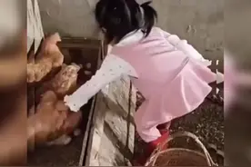 女童“徒手”抓鸡，为捡鸡蛋的一幕火了，网友：真初生牛犊不怕虎图片