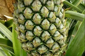 菠萝就是凤梨，也是先结果后开花的“高情商”生物图片