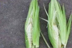 玉米遇连阴雨天气都会有那些危害？该做哪些措施图片