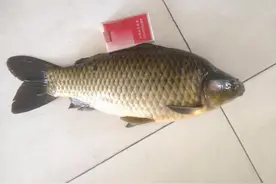 夏天钓大鲫鱼的几个窍门，今天统统告诉你图片