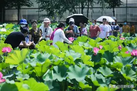 西安千亩荷塘600多种荷花竞相绽放  图片