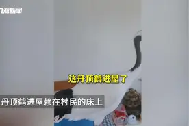 丹顶鹤进屋赖在村民床上不愿走！村民直呼来了“高等贵客”，网友：福气临门图片