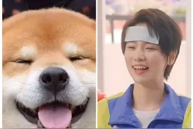 狗不是人，但人可以是真的狗，相似度如此高的cos图片