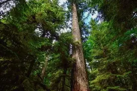 亿万年前地球上的树长什么样？科学家：现在的地球上根本没有树！图片