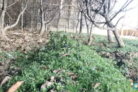 农家小伙在大棚里发现了灵芝，据说能卖800块，小伙赚到了视频封面