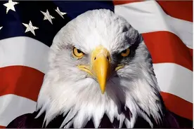 美国国鸟白头海雕，动物界有名的强盗，唯一被悬赏捕杀的国鸟图片