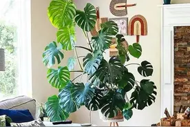 早春家里养龟背竹，做好这4件事，叶子又大又绿，越养越精神图片