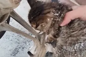 辽宁一流浪小猫爪子被冻在摩托车上，男子带上热水和毛毯暖心营救图片