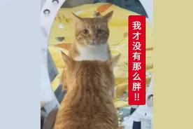 中华田园猫“大橘”，养过的人才知道：大橘为重不只是说说而已图片