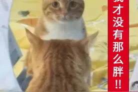 中华田园猫“大橘”，养过的人才知道：大橘为重不只是说说而已图片