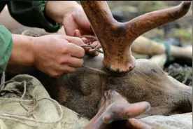 采割鹿茸时，梅花鹿会感到疼痛吗？没有了鹿茸对它们有什么影响？图片