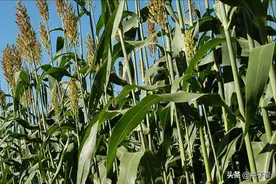 有一种“高个子”高粱，亩产能有20吨，芒种后，种植仍能获得高产图片