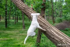 幼鸟初飞落地无助，比熊和人一起呵护，狗急上树，高枕无忧才离去图片