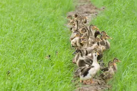 图集：分享一组可爱的小鸭子壁纸，赶紧来收藏吧图片