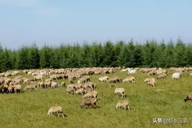 西北放羊人为什么宁愿放羊，也不愿到沿海打工，放羊真的赚钱吗？图片