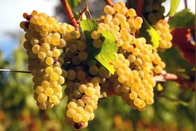 「品种指北」霞多丽的正确打开姿势图片