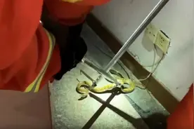 江苏88岁老太太家跑进两条蛇，消防员火速擒拿后放生，这蛇有多猛图片
