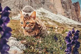 小刺猬和大懒猫，逛遍全球，太美、太萌了图片