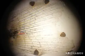 鱼类身上常见的6种寄生虫，5种一眼就能辨认，处理起来很简单图片