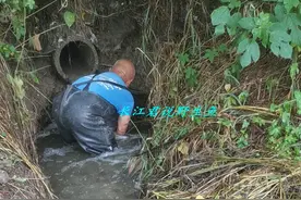 江苏泰州，大雨后小水沟里野鱼泛滥，小伙：半天抓了十几斤图片