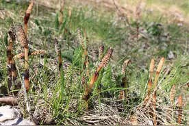 伴随金矿而生的2种野草，土壤含金量越高，植株越茂密，遇见珍惜图片