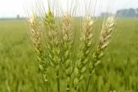什么小麦品种，是垃圾品种？看审定公告，这两点不行的就是图片