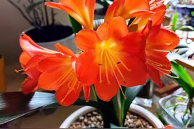 给君子兰吃3种肥料，又会开花又会冒侧芽，花色美丽鲜艳大气图片