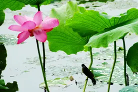 饭店管理―员工手册全本（7）员工行为规范图片