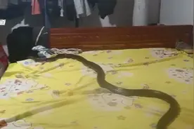 被窝里惊现眼镜王蛇 村民淡定拍视频图片