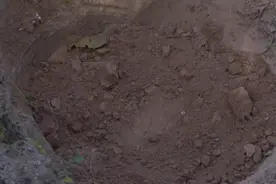 太原被开水浇烫致死怀孕母猫下葬，爱心人士：若重来，入爱怀图片