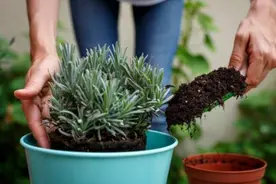 家庭想要养好花，3种土不能用，4种水不能浇，要谨记图片