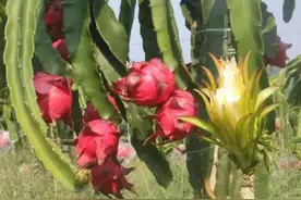 火龙果种植3大育苗技术图片