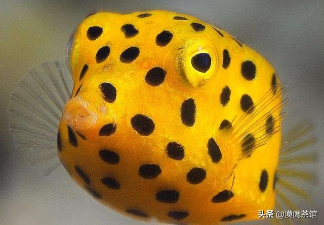 雌雄互换？放电高手？毒死自己？跟随鱼类学家体验神奇的海底世界