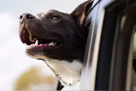 开车带狗狗出门致使晕车怎么办？狗狗为什么会出现晕车的情况？图片