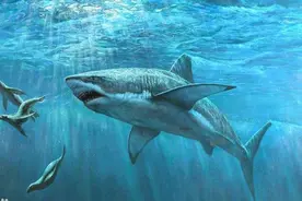 顶级掠食者鲨鱼也会装死？假死是用生命当赌注的豪赌图片