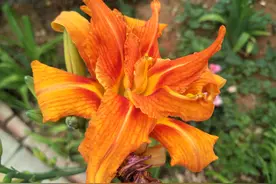 萱草花色鲜艳，学会种植及养护方法，开出的花又大又美图片