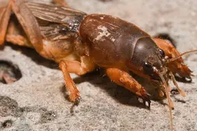 会飞，会游，会钻洞，“蝲蝲蛄”当年的害虫，如今你吃不起图片