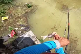 咸宁河道叉尾鮰泛滥，有人钓了60斤，养殖场里跑出来的？图片