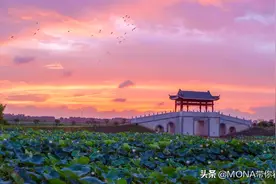 东莞华阳湖500亩荷花进入最后赏花期，再不去麻涌就晚了图片