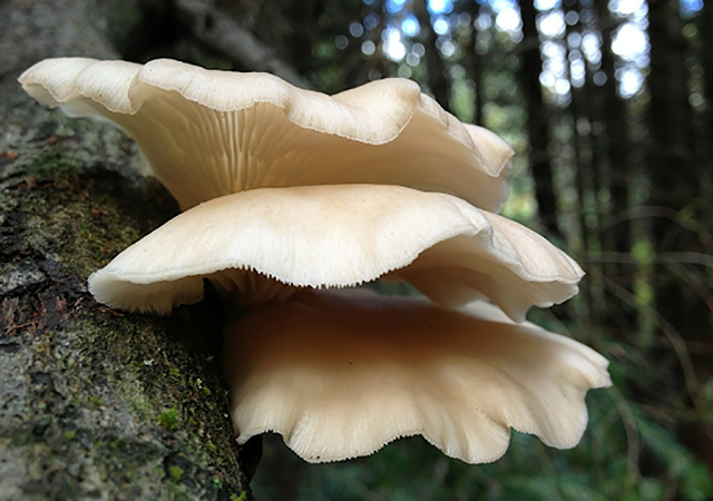 家里再穷，也要给孩子常吃它，能补充氨基酸，个子猛长不发胖！